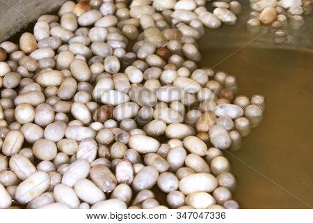 Cocoons Of Silkworm In A Water Bath. They Will Be Ready To Unwind A Silk Thread. Silk Is A Natural P