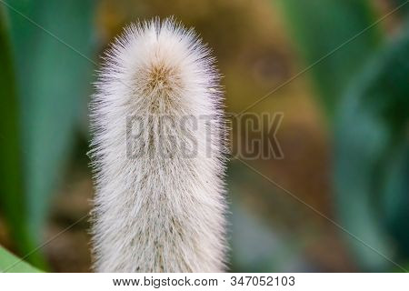 Stem Head Of A Old Man Cactus In Closeup, White Bearded Cactus, Endangered Plant Specie From Mexico