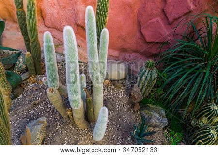 Old Man Cactus In A Tropical Garden, Grey Bearded Cactus, Endangered Plant Specie From Mexico