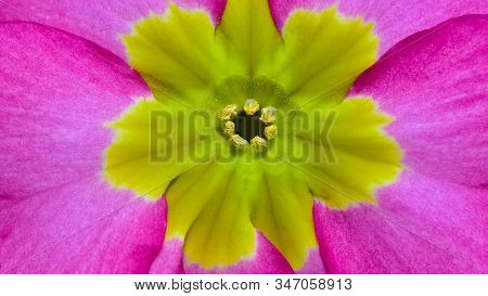 Perfect Purple Flower Pattern For Photo Background