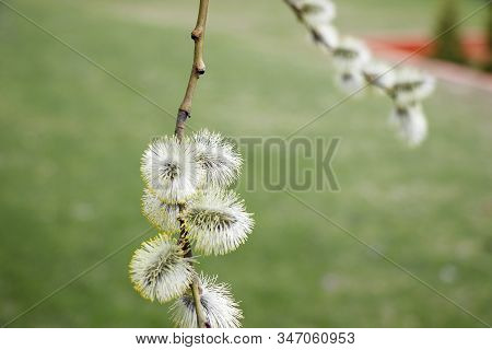 Salix Atrocinerrea Brot. Spring Willow Tree Swells. Beautiful Fluffy Tree Flowers Against The Backdr