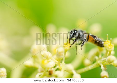 Bee makro i grønne natur