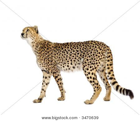 Gepard - Acinonyx Jubatus