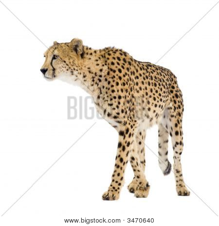 Cheetah - väritykseltään Leopardia Jubatus