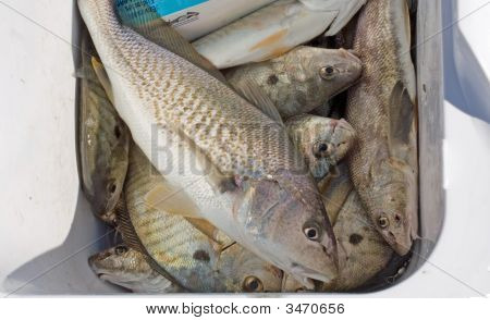 Poisson