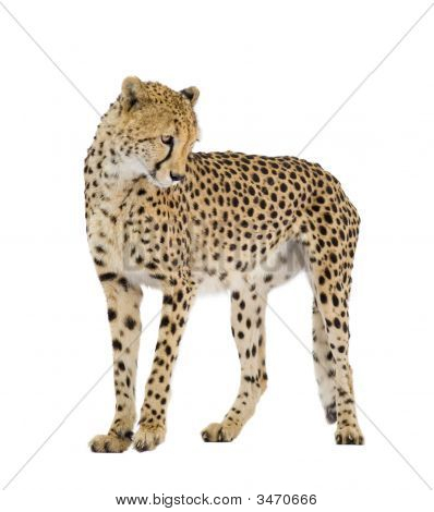 Cheetah - väritykseltään Leopardia Jubatus