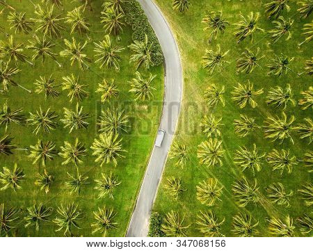 Aerial View Of A Coconut Plantation, Cairns, Australia