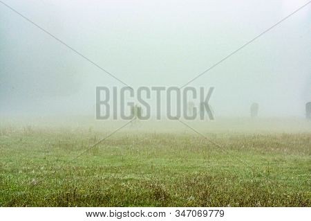 Horses On A Pasture In The Morning Fog.
Meadow Covered With Green, Juicy Grass. It Is Early Morning,