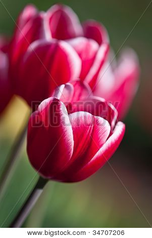 Tulipany wiosna czerwony