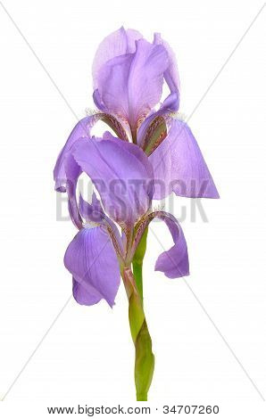 Krásná modrá vlajka květ (Iris)