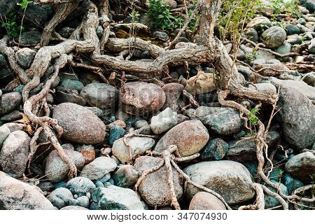 Small Green Sprouts Of Tree Grows From Roots. Nature Sunny Background Of Beautiful Roots Of Deciduou