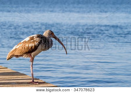 A Brown And White Ibis Bird Standing On One Leg On A Wooden Dock In Key Largo, Florida On A Sunny Da