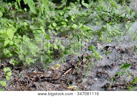 Period In The Spring When Fly In The Air Fluff From The Poplar. Poplar Fluff On The Groudn Among Gre