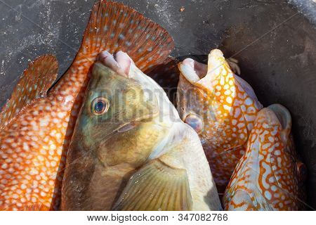 Ballan Wrasses In A Bucket After Fishing In Brittany