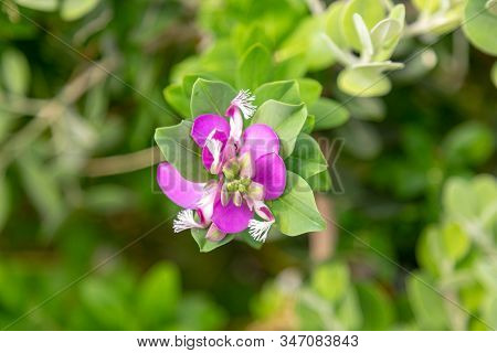 Myrtle-leaf Milkwort Or Polygala Myrtifolia Closeup On The Flowers.