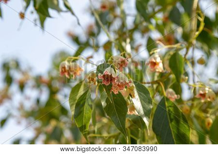 Bottletree Flowers On The Tree Branches During Sunny Day.