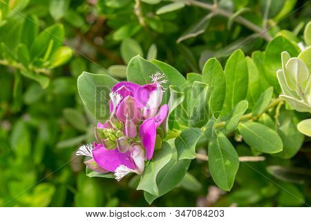 Myrtle-leaf Milkwort Or Polygala Myrtifolia Closeup On The Flowers.
