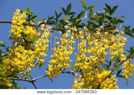 Yellow Flowers Of Alpine Laburnum In A Garden During Spring