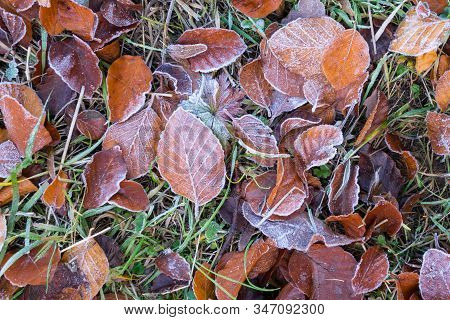 Rimy Autumnal Leaves