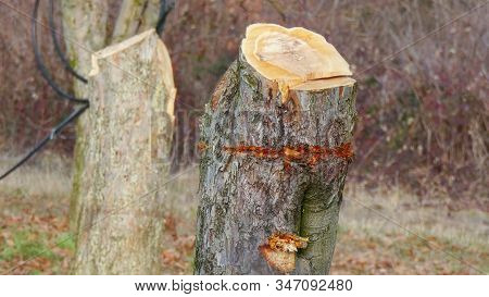 Cut Old Apple Tree In An Orchard Image