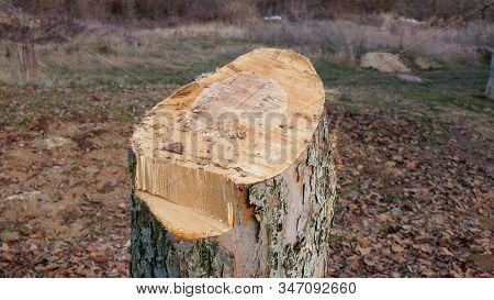 Cut Old Apple Tree In An Orchard Image