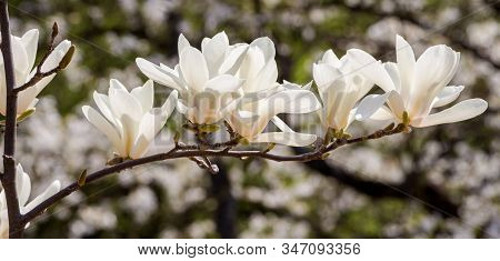 Magnolia Salicifolia, Several Blooming Flowers, Sunny Day