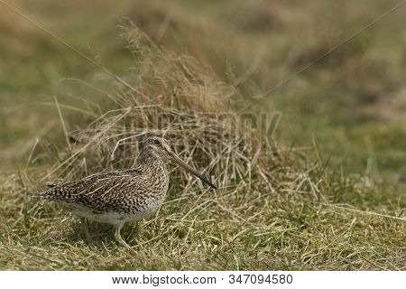 Magellanic Snipe (gallinago Paraguaiae Magellanica) Looking For Food On Sea Lion Island In The Falkl