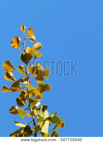 Yellow Autumn Leaves On The Branches Of A Japanese Gingo Tree Against The Blue Sky. Copispeses For T