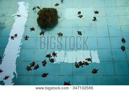 Baby Turtles In Farm