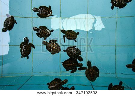 Baby Turtles In Farm