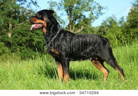 Pura raza Rottweiler en hierba verde