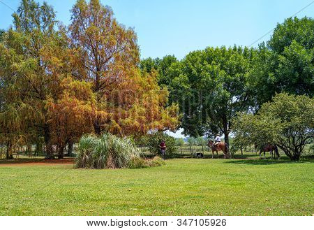 Areco, Argentina - January 22,2018: Gauchos In A Country Farm 70 Miles Northwest Of Buenos Aires
