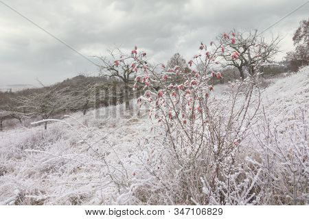 Rimy Meadow Orchard