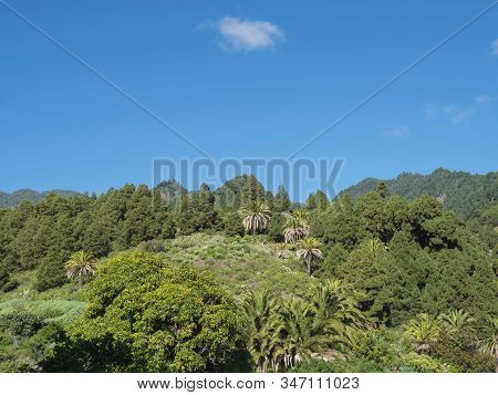 Lush Green Hills With Subtropical Vegetation, Palm And Pine Trees. Beautiful Mountain Landscape Arou