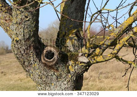 Fruit Tree With Hollow Overgrown With Moss