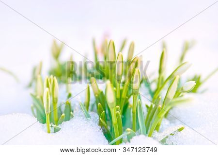 Galantus. Snowdrop Flowers Blooming In Winter Growing Out Of The Snow.