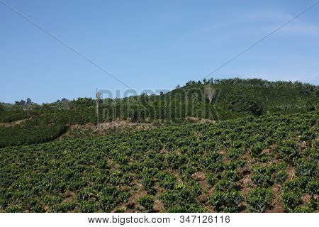 Fields And Coffee Plantations In The Colombian Andes. Montenegro, Which Is Nestled Between Mountains