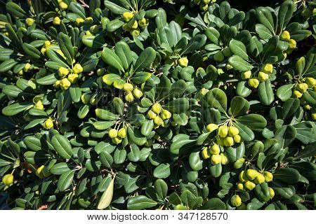 A Beautiful Decorative Evergreen Shrub With Light Green Fruits.  Australian Laurel, Japanese Pittosp