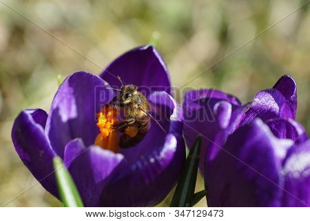Springtime - Macroshot Of A A Bee Collecting Pollen On A Purple Crocus In Bright Sunshine