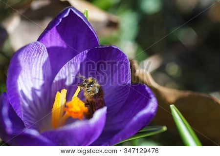 Springtime - Macroshot Of A A Bee Collecting Pollen On A Purple Crocus In Bright Sunshine