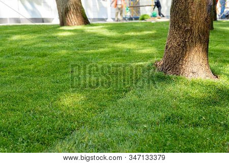 Straigh Line Of New Freshly Installed Green Rolled Lawn Grass Carpet Along Stone Pavement Sidewalk A