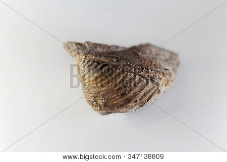 The Fossil Conch Trigonia Costata, From The Middle Jurassic Of Germany.