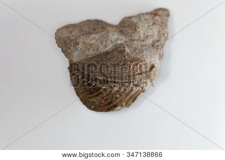 The Fossil Conch Trigonia Costata, From The Middle Jurassic Of Germany.