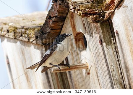 European Pied Flycatcher Ficedula Hypoleuca Male Sitting Near Hole Of Birdhouse. Cute Bright Forest 