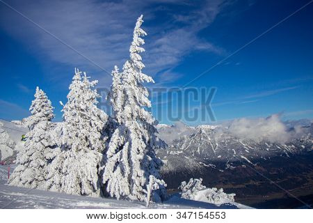 Pine Tress Covered With Snow In Alps