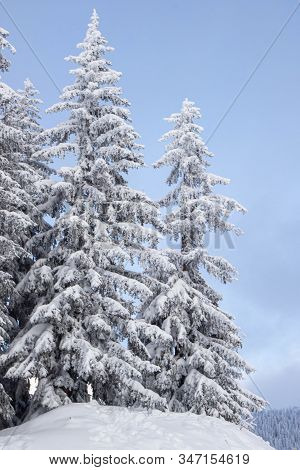 Pine Tress Covered With Snow In Alps
