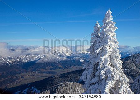 Pine Tress Covered With Snow In Alps