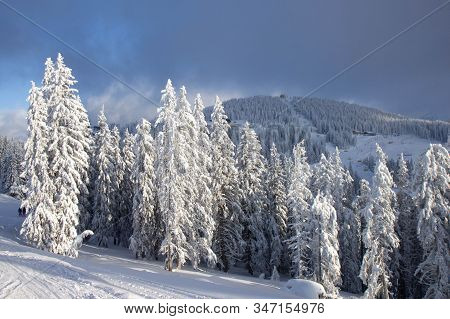 Pine Tress Covered With Snow In Alps