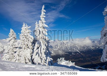 Pine Tress Covered With Snow In Alps