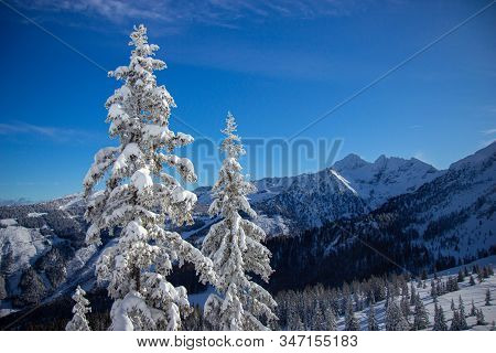 Pine Tress Covered With Snow In Alps